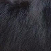 纽芬兰犬的毛发