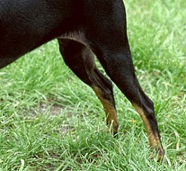 捕鼠梗犬的后腿