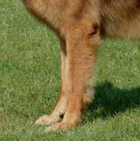 德国牧羊犬的前腿