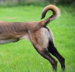 比利时玛利诺犬的尾巴