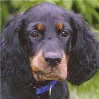 哥顿雪达犬的鼻子