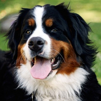 伯恩山犬的头部