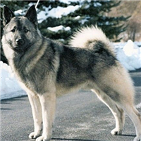 挪威猎麋犬的毛发