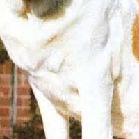 圣伯纳犬的胸部