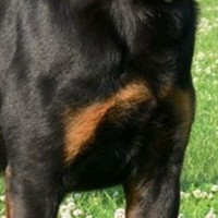 罗威纳犬的胸部