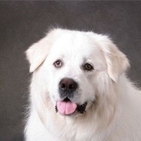 大白熊犬的耳朵