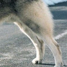 挪威猎麋犬的后腿