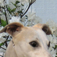 惠比特犬的耳朵