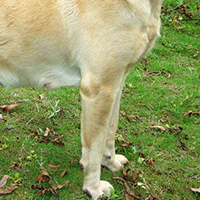 拉布拉多寻回犬的前腿