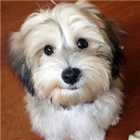 哈瓦那犬的毛发