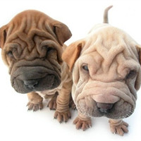 中国沙皮犬的颜色