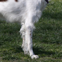 克伦伯猎鹬犬的前腿