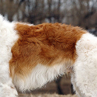 苏俄猎狼犬的毛发