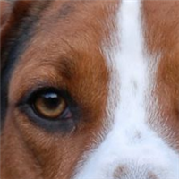 英国猎狐犬的眼睛