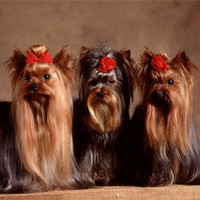 约克夏梗的颜色