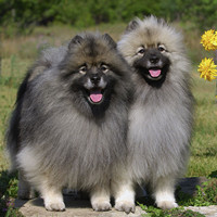 荷兰毛狮犬的颜色