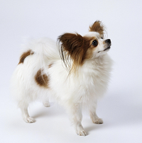 蝴蝶犬的整体描述