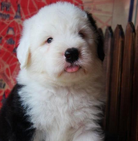 古代英国牧羊犬的颜色