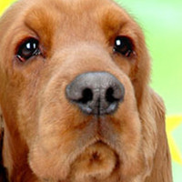 英国可卡犬的鼻子