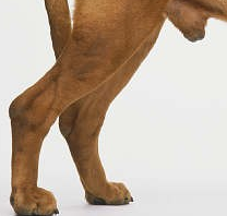 斗牛马士提夫犬的后腿