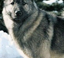 挪威猎麋犬的颈部