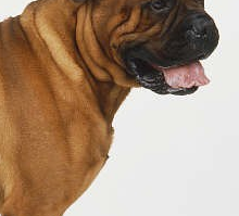 斗牛马士提夫犬的胸部