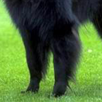 比利时牧羊犬的前腿