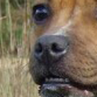 斯塔福郡斗牛梗的鼻子