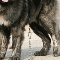 高加索犬的后腿