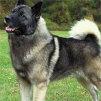 挪威猎麋犬的颜色