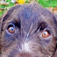 刚毛指示格里芬犬的眼睛