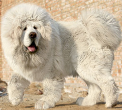 藏獒的整体描述