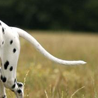 大麦町犬的尾巴