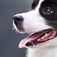 边境牧羊犬的鼻子