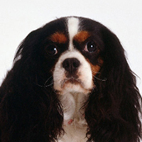 骑士查理王小猎犬的头部