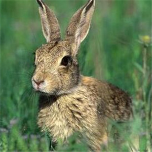 灰栗兔图片