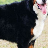 伯恩山犬的胸部