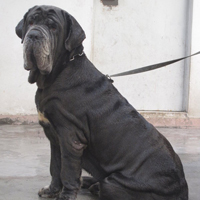 纽波利顿獒犬的毛发