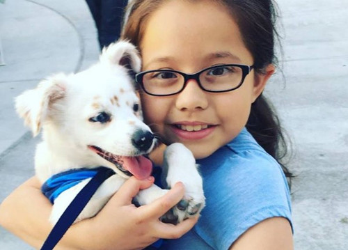 听不见的友情 女孩比手语和小白狗沟通