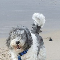 波兰低地牧羊犬的尾巴