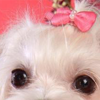 马尔济斯犬的眼睛
