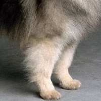 荷兰毛狮犬的前腿