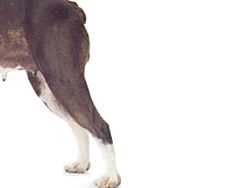 波士顿梗的尾巴