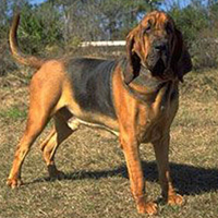 寻血猎犬的颜色