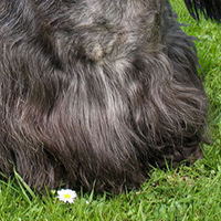 苏格兰梗的前腿