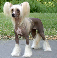 中国冠毛犬的整体描述