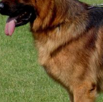 德国牧羊犬的胸部