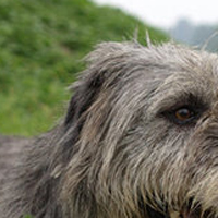 爱尔兰猎狼犬的耳朵