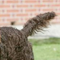 美国水猎犬的尾巴