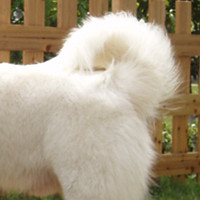 大白熊犬的尾巴